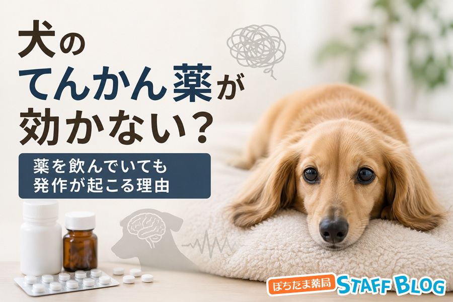 犬のてんかん薬が効かない?薬を飲んでいても発作が起こる理由