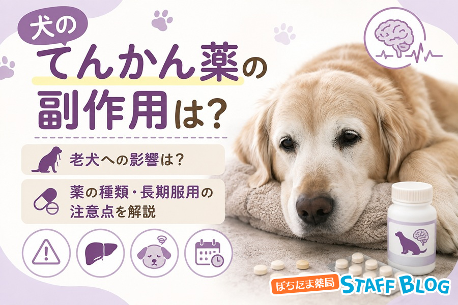 犬のてんかん薬の副作用は？老犬への影響や薬の種類・長期服用の注意点