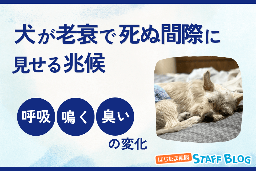 犬が老衰で死ぬ間際に見せる兆候は?呼吸・鳴き声・臭いの変化と安らかな看取り方