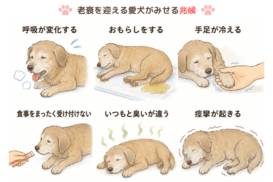 犬が老衰で死ぬ間際にみせる兆候