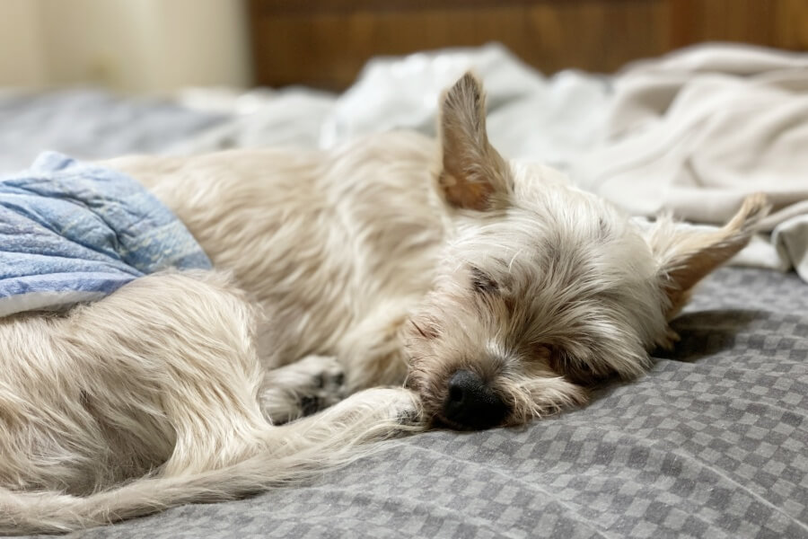 最期の挨拶？犬が死ぬ前に鳴くのはなぜか