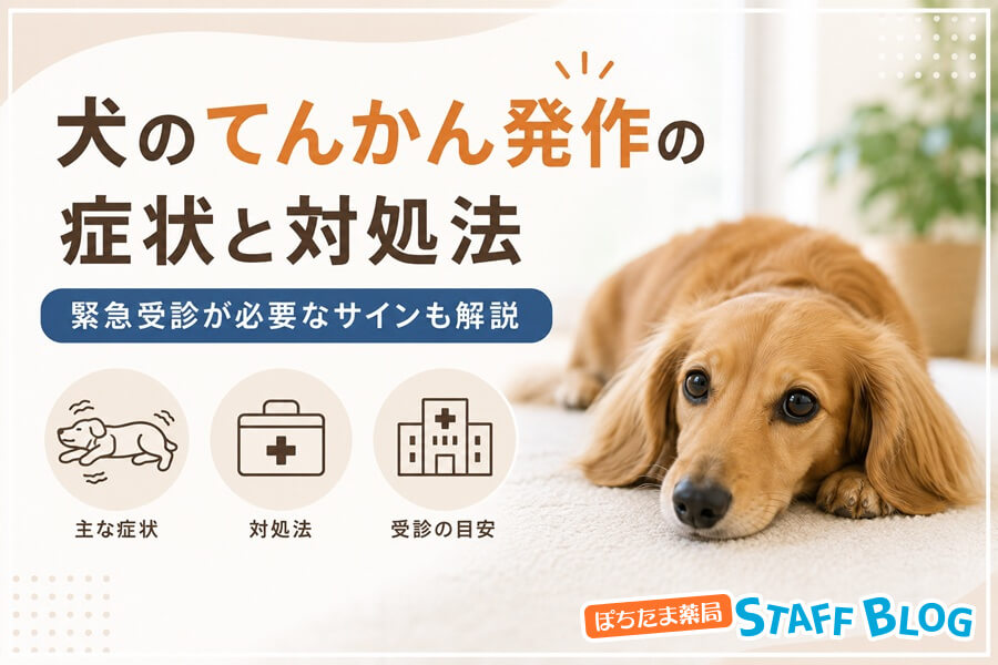 犬のてんかん発作の症状と対処法　緊急受診が必要なサインも解説