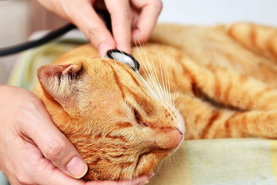 野良猫の目やにで動物病院を受診したほうがよい症状