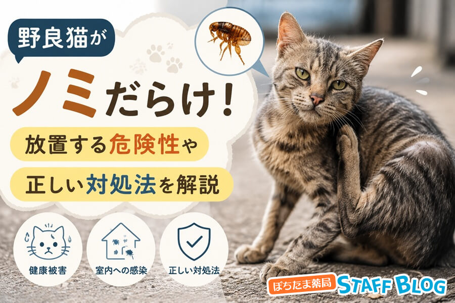 野良猫がノミだらけ！放置する危険性や正しい対処法を解説