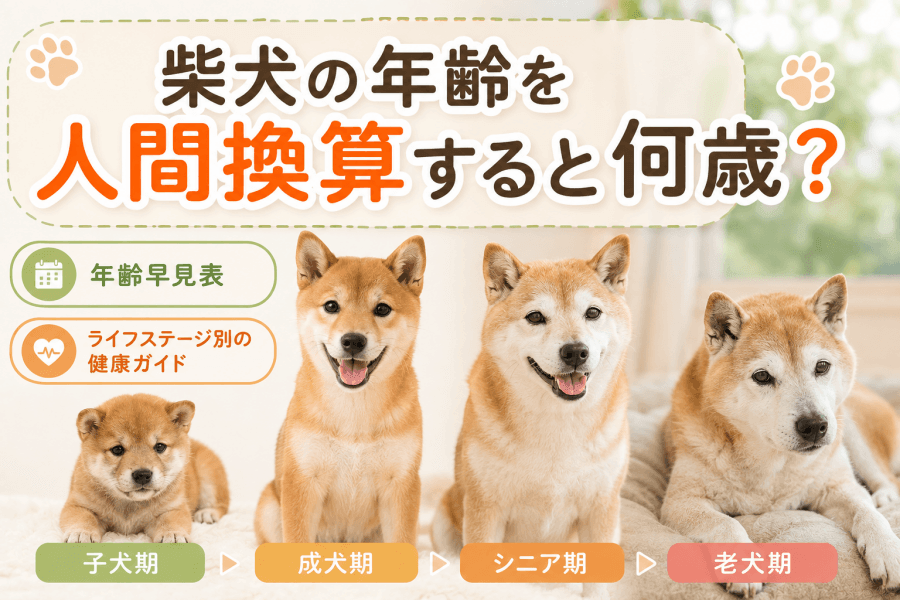 柴犬の年齢を人間換算すると何歳？年齢早見表とライフステージ別の健康管理ガイド