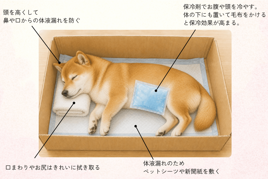 柴犬の自宅での安置方法