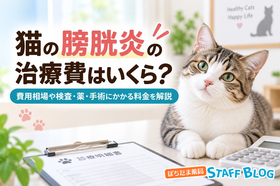 猫の膀胱炎の治療費はいくら？費用相場や検査・薬・手術にかかる料金を解説