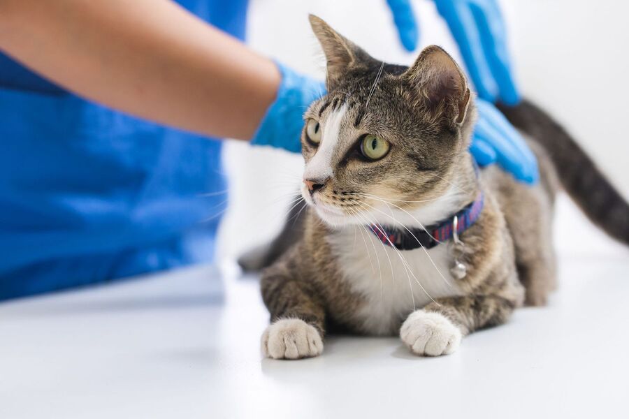 猫の膀胱炎でかかる費用の内訳