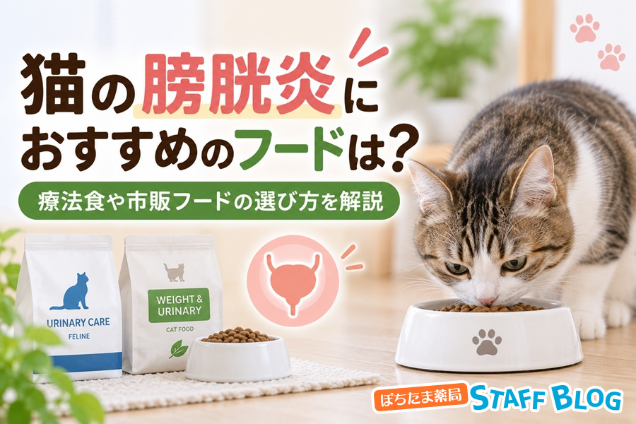 猫の膀胱炎におすすめのフードは?療法食や市販フードの選び方を解説