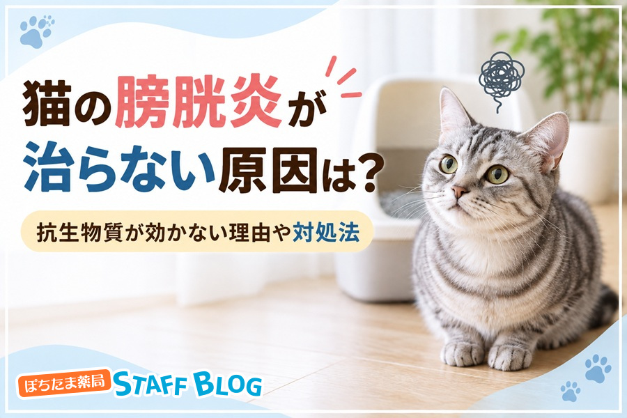 猫の膀胱炎が治らない原因は？抗生物質が効かない理由や対処法