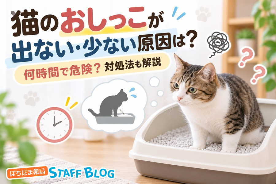 猫のおしっこが出ない・少ない原因は?何時間で危険?対処法も解説