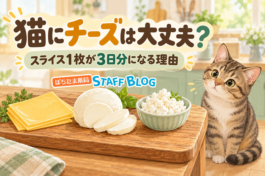 猫にチーズは大丈夫?スライス1枚が3日分になる理由と目安量