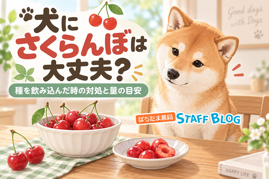 犬にさくらんぼは大丈夫？種を飲み込んだ時の対処と量の目安