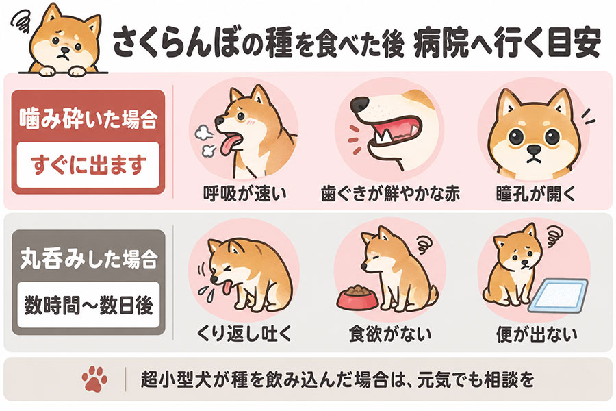 さくらんぼの種を食べた犬に見られたらすぐに動物病院を受診すべき症状。繰り返し吐く、食欲がない、便が出ない、呼吸が速い、歯ぐきが鮮やかな赤色になる