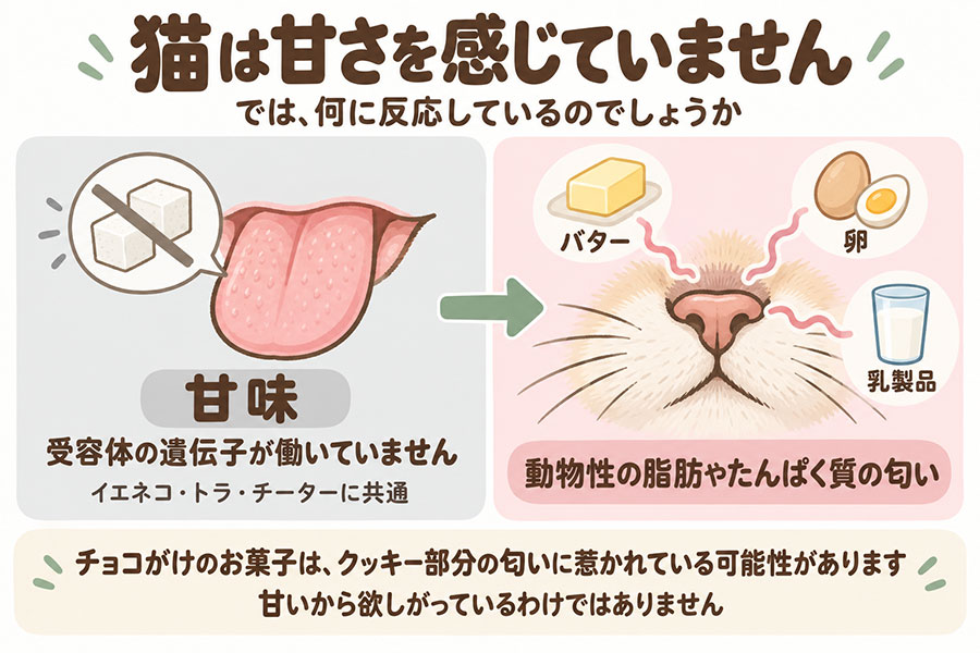 猫は甘味を感じない。甘味受容体の遺伝子が働いていないため、チョコレート菓子に反応しているのはバターや卵、乳製品など動物性の脂肪やたんぱく質の匂い