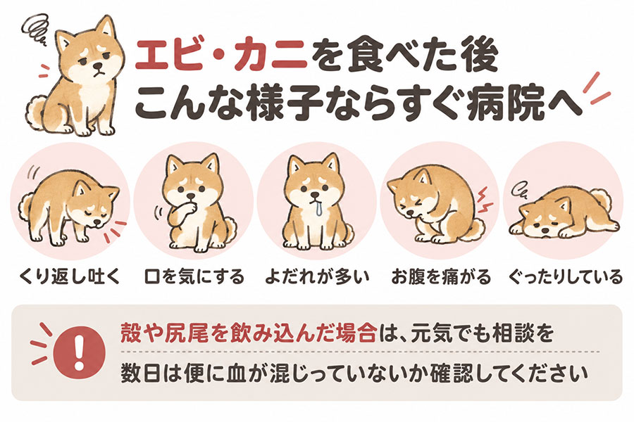 エビやカニを食べた犬に見られたらすぐに動物病院を受診すべき症状。繰り返し吐く、口を気にする、よだれ、便が出ない、ぐったりしている