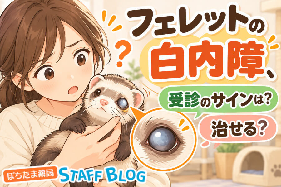 フェレットの白内障は治る？目が白い原因と受診すべきサイン