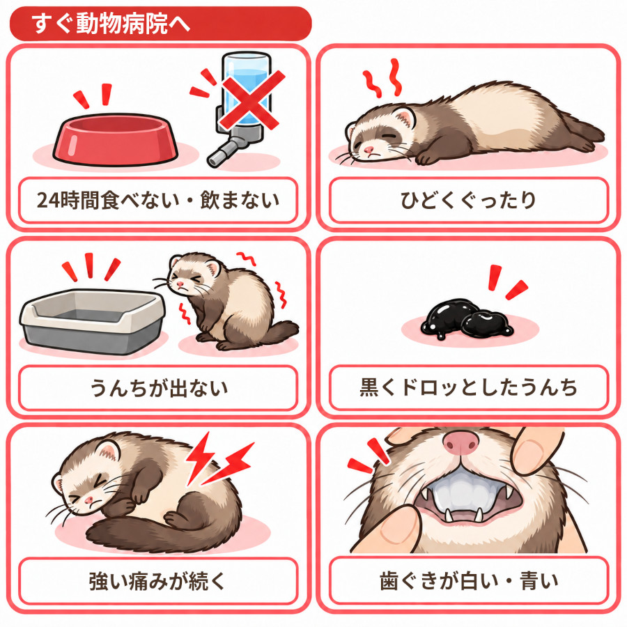 フェレットがすぐ動物病院に行くべき6つのサイン