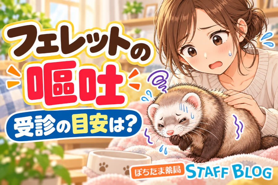 フェレットが吐く・嘔吐した時の受診目安｜吐かない誤飲にも注意