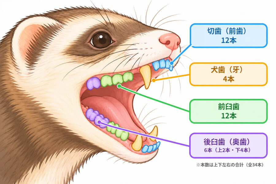 フェレットの歯の配置図。切歯12本・犬歯4本・前臼歯12本・後臼歯6本の合計34本