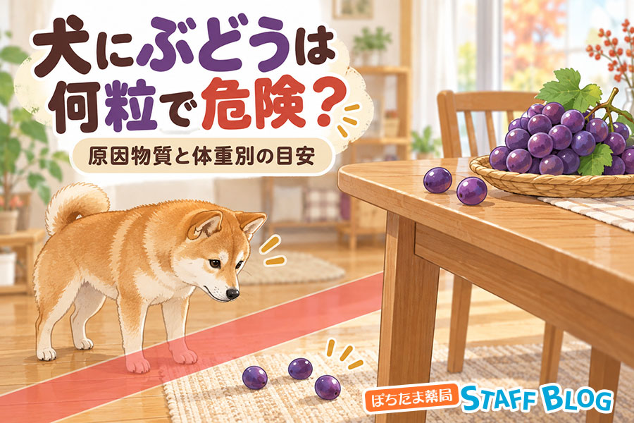犬にぶどうは何粒で危険？原因物質と体重別の目安