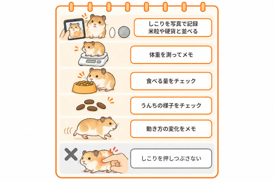 ハムスターのしこりを見つけたときに家で記録しておきたい5つのこと