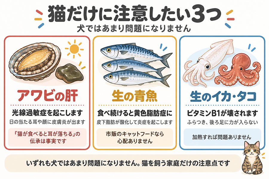 猫だけに注意したい食材。アワビの肝は光線過敏症、生の青魚は黄色脂肪症、生のイカはビタミンB1欠乏