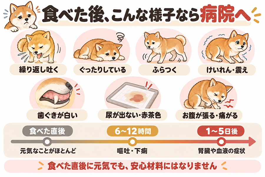犬が危険な食材を食べた後に見られる症状。繰り返し吐く、ぐったりする、ふらつく、けいれん、歯ぐきが白い、尿が出ない