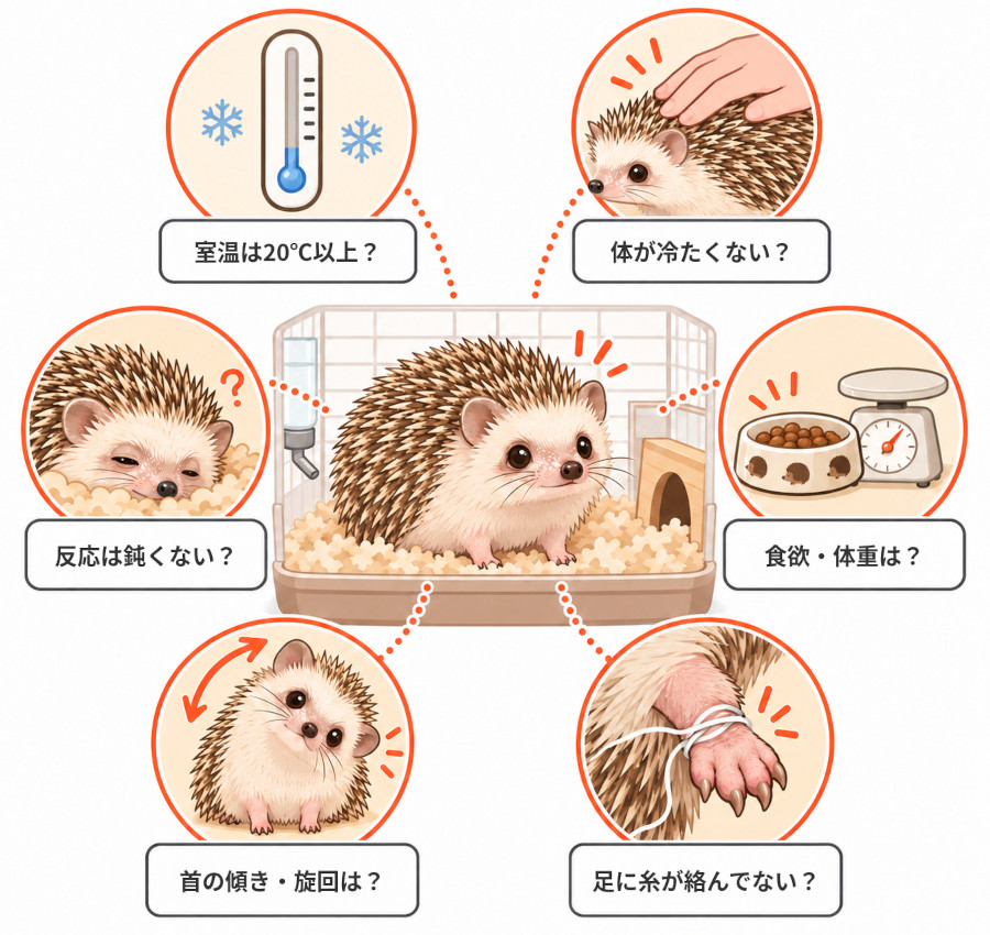 ハリネズミがふらつくときに確認したい6つのポイント