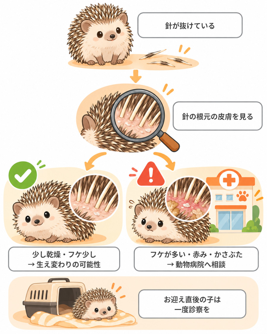 ハリネズミの針が抜けたときの見分け方。本数ではなく針の根元の皮膚を見て判断する流れ