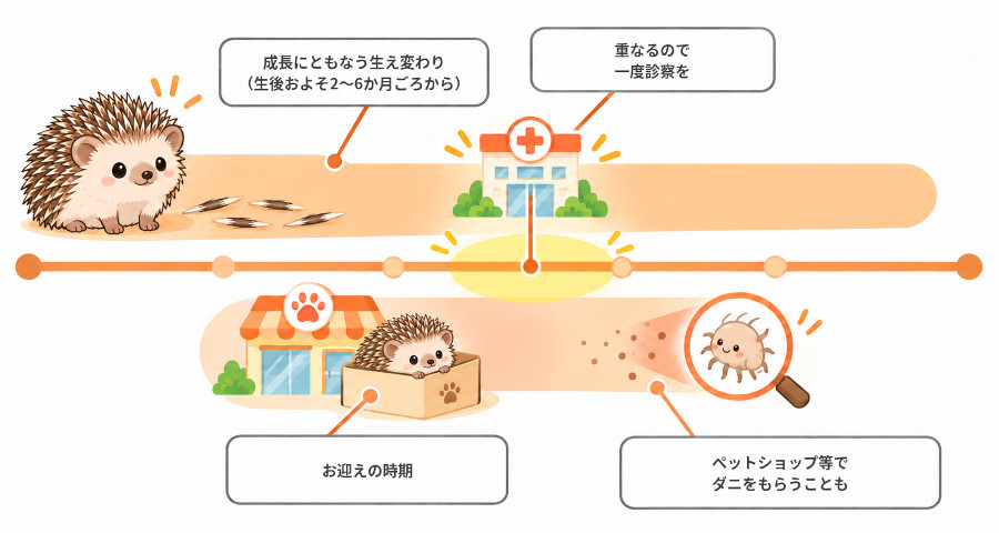 お迎え直後の若いハリネズミは、生え変わりの時期とダニをもらう可能性のある時期が重なりやすいことを示す図