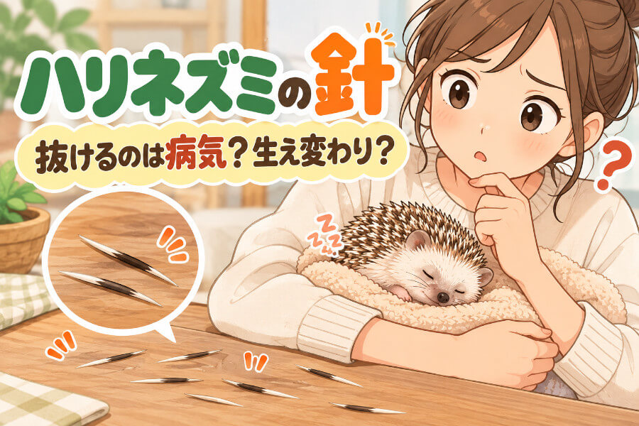 ハリネズミの針が抜けるのは病気？生え変わりとの見分け方