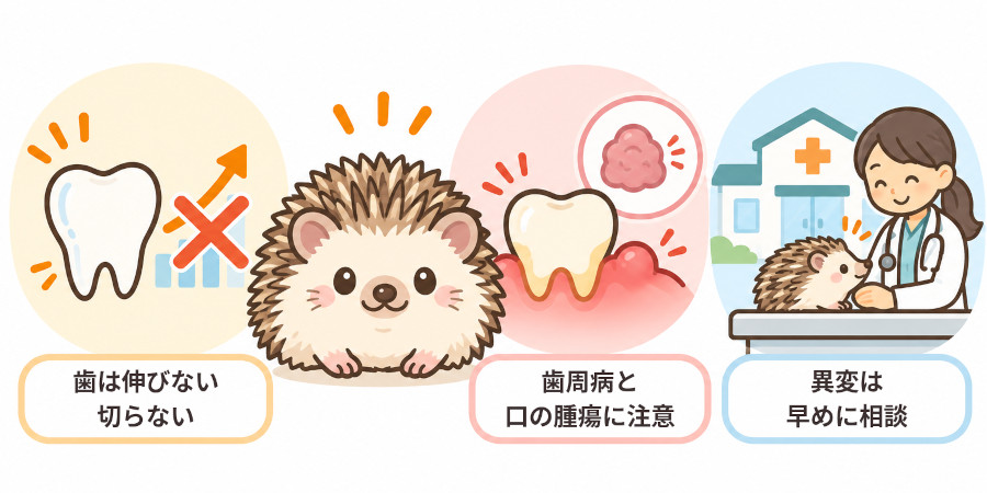 ハリネズミの歯は伸びない・トラブルの中心は歯周病と口の腫瘍・異変に気づいたら受診相談、の3つのポイントをまとめた図