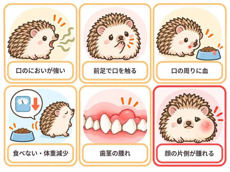 ハリネズミの歯や口の異変サイン。口臭、前足で口を触る、口の周りの血、食べない・体重減少、歯茎の腫れ、顔の片側の腫れ