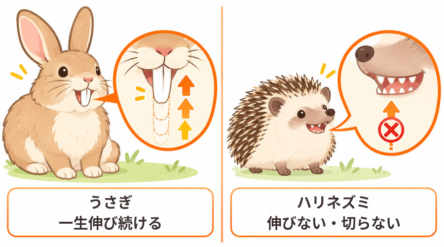 うさぎの歯は一生伸び続けるのに対し、ハリネズミの歯は伸びないことを比較した図