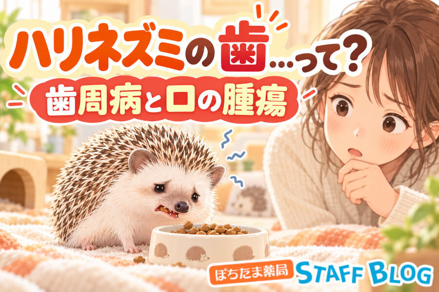 ハリネズミの歯は伸びない！歯周病と口の腫瘍のサイン