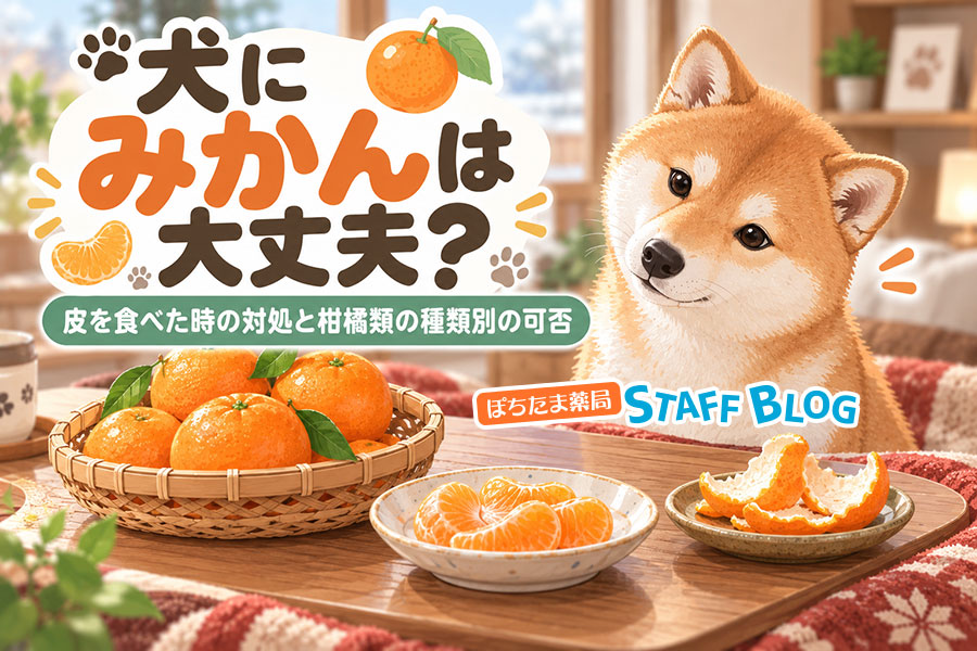 犬にみかんは大丈夫？皮を食べた時の対処と柑橘類の種類別の可否