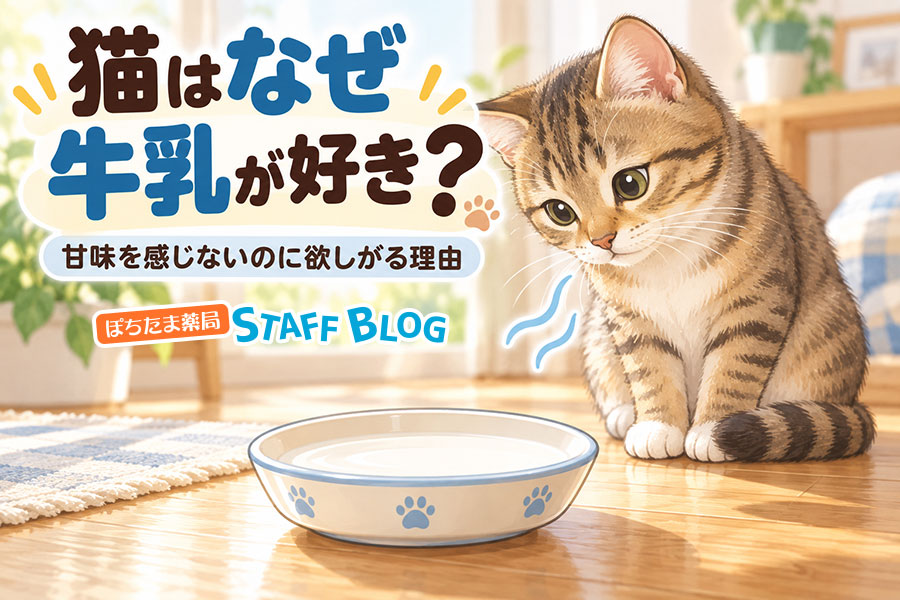 猫に牛乳は少量なら。甘味を感じないのに欲しがる理由