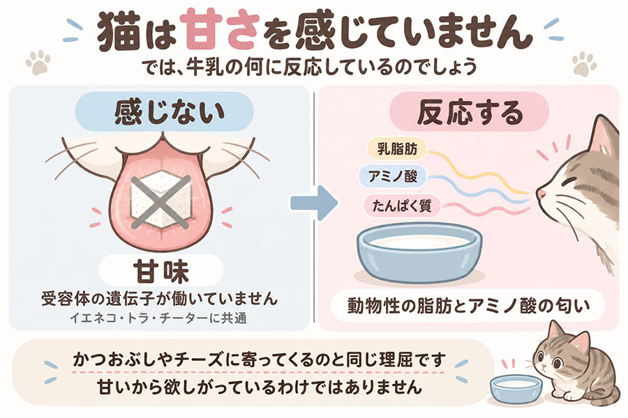 猫が牛乳を好む理由。猫は甘味を感じないため、反応しているのは乳脂肪とアミノ酸の匂い