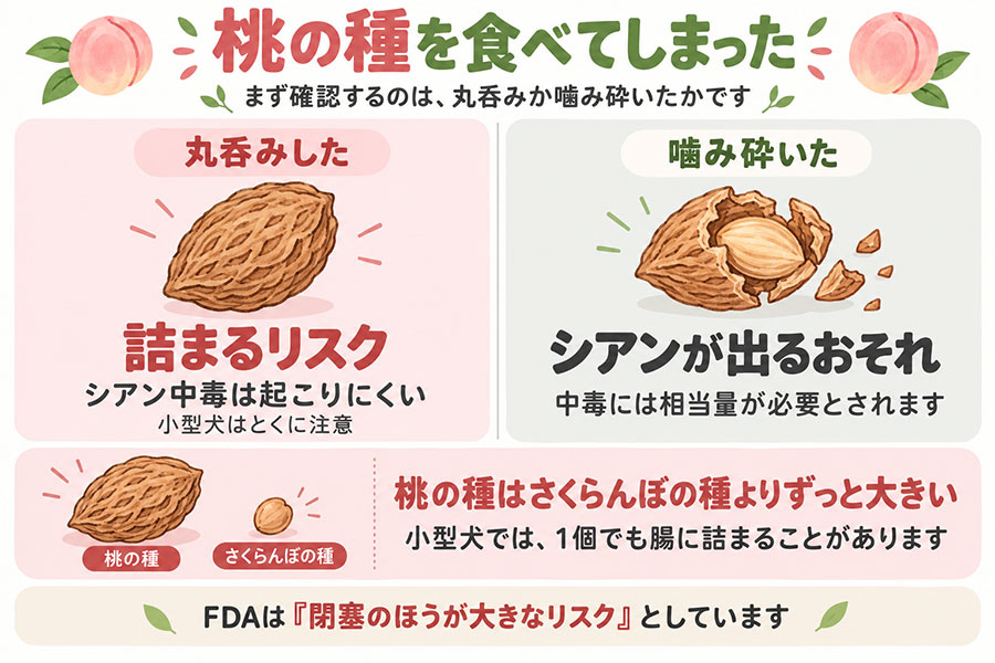 犬が桃の種を食べた時の判断。丸呑みなら詰まるリスク、噛み砕いた場合はシアンが放出されるおそれ