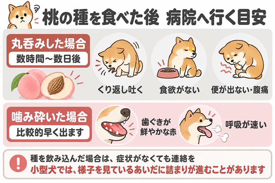 桃の種を食べた犬に見られたらすぐに動物病院を受診すべき症状。繰り返し吐く、食欲がない、便が出ない、歯ぐきが鮮やかな赤色、呼吸が速い