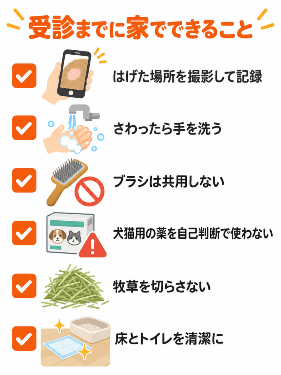 うさぎの脱毛に気づいたとき、受診までに家でできることのチェックリスト