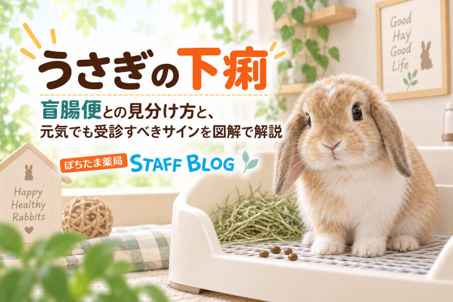 うさぎの下痢｜盲腸便との見分け方と、元気でも受診すべきサインを図解で解説