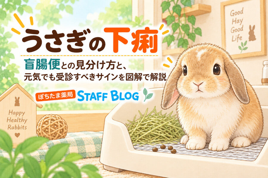うさぎの下痢｜盲腸便との見分け方と、元気でも受診すべきサインを図解で解説