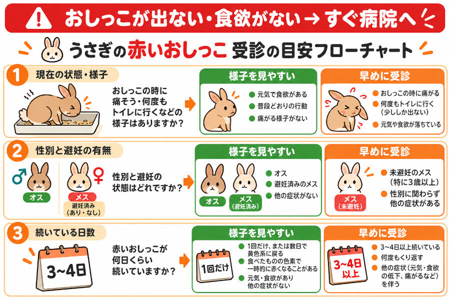うさぎの赤いおしっこを見つけたときに、本人の様子・性別と避妊・続く日数の3つで受診の急ぎ度を判断する図解