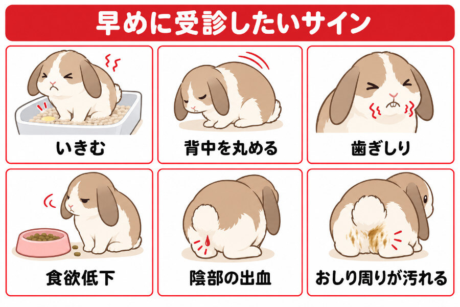 うさぎの血尿で早めに受診したほうがよいサインを示したイラスト（いきむ、背中を丸める、歯ぎしり、食欲低下、陰部の出血）