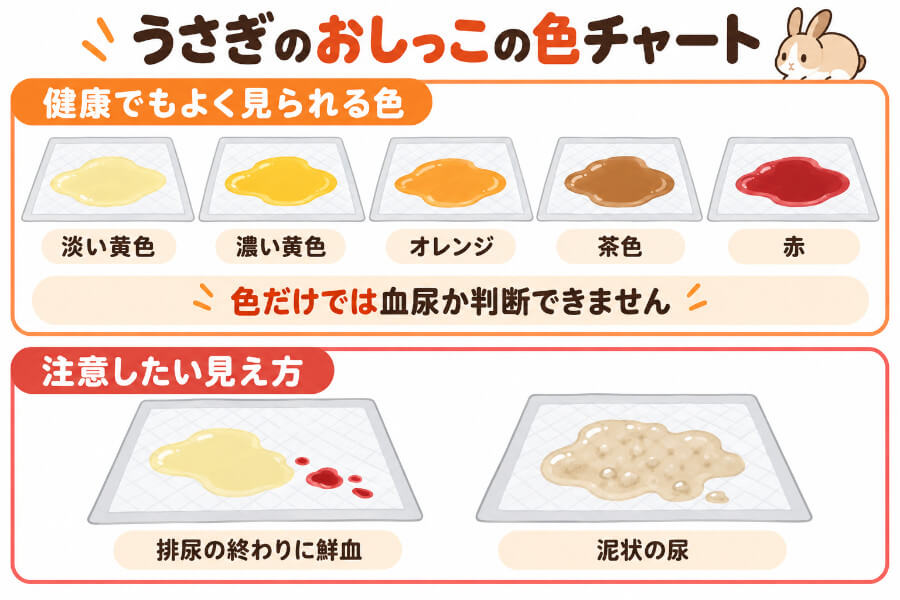 うさぎのおしっこの色の例。正常でもよく見られる淡い黄色〜オレンジ〜茶色〜赤と、注意したい見え方（排尿の終わりの鮮血、泥状の尿）