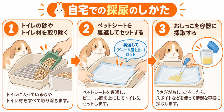 うさぎのトイレの砂やシートを外し、裏返したシートでおしっこを集めて清潔な容器に入れる手順の図解