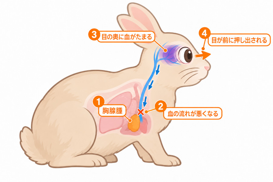うさぎの胸腺腫で目が飛び出る仕組みの図。胸の腫瘍が血の流れをさまたげ、目の奥に血がたまって目が押し出される