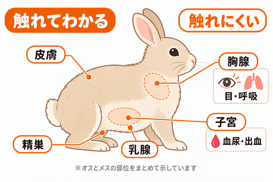 うさぎの腫瘍ができやすい場所の図。乳腺・皮膚・精巣は触れてわかり、子宮・胸腺は外から触れにくい